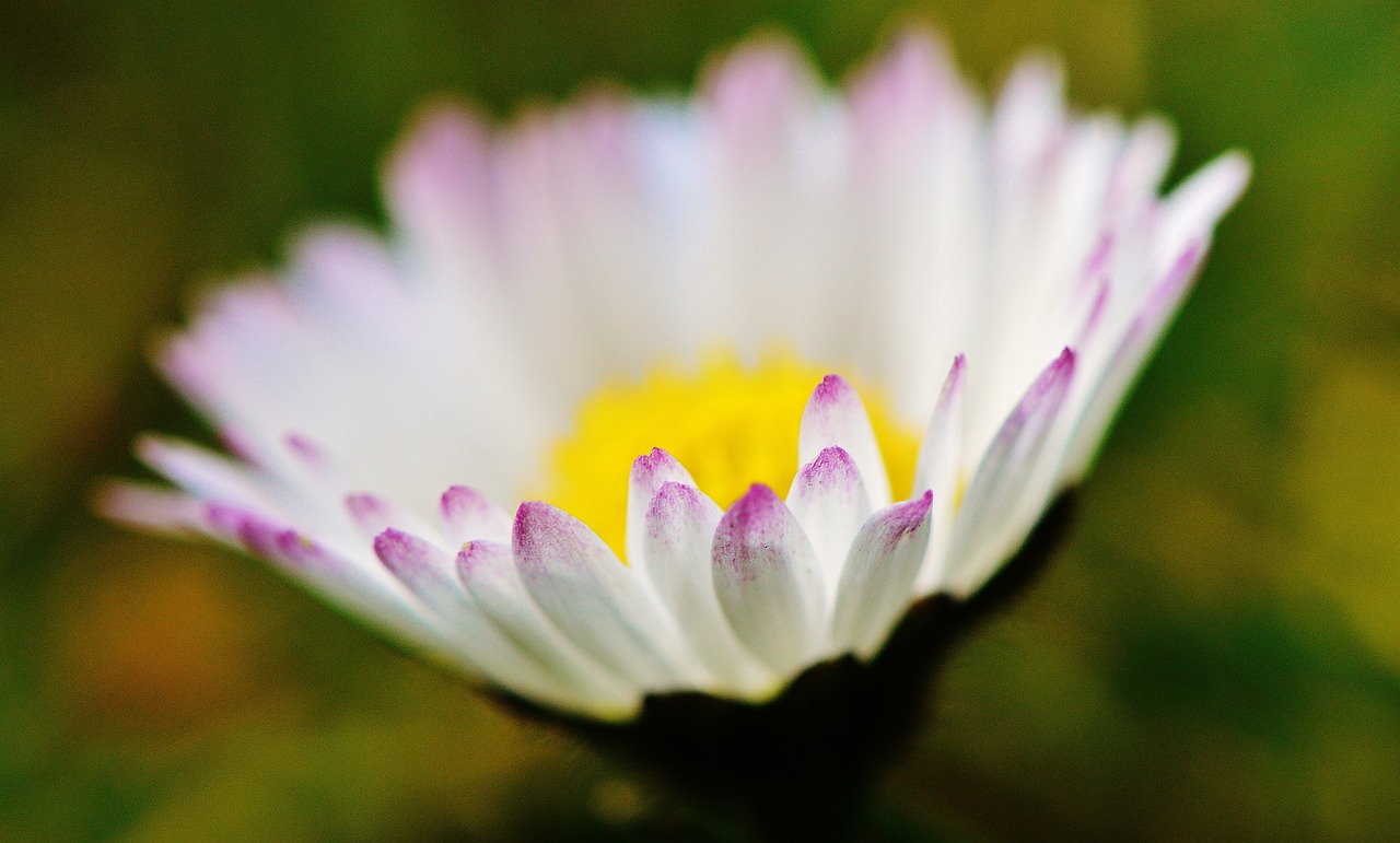 过敏性鼻炎能吃菊花吗